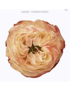 KARMA Garden Rose