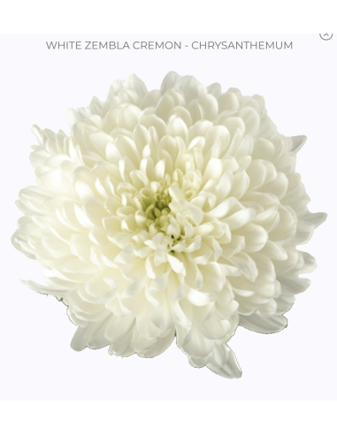 Cremone ZIMBLA White