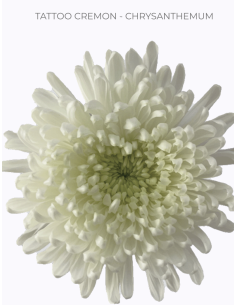 Cremone TATTOO White