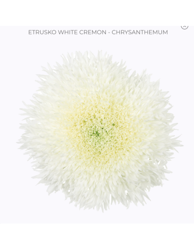 Cremone ETRUSKO White
