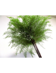 Sea Star Fern By the Box