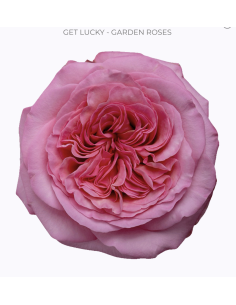 GET LUCKY Garden Rose