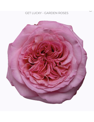 GET LUCKY Garden Rose