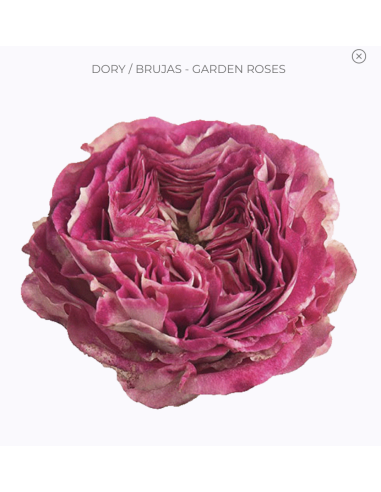 DORY / BRUJAS Garden Rose