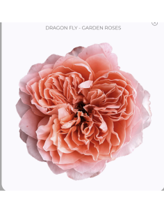 DRAGONFLY  Garden Rose