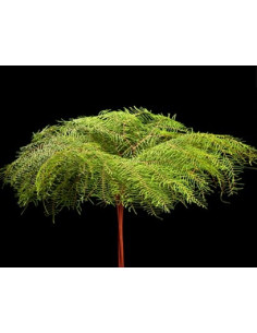 Sea Star Fern By the Box 2