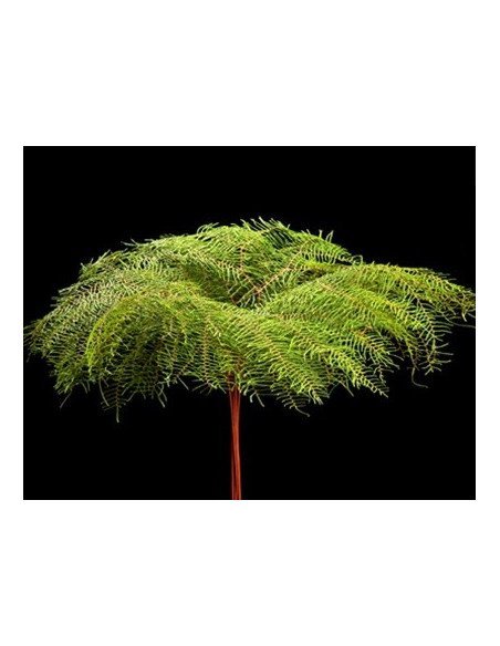 Sea Star Fern By the Box