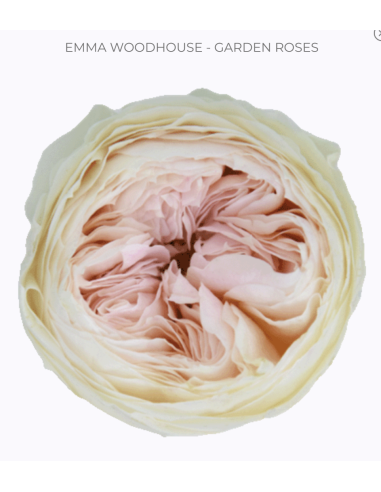 EMMA WOODHOUSE Garden Rose