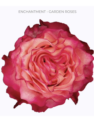 ENCHANTMENT Garden Rose