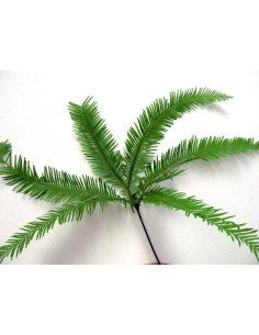 Umbrella Fern By the Box