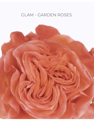 GLAM Garden Rose
