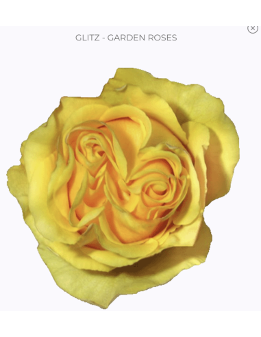 GLITZ Garden Rose