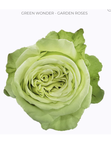 GREEN WONDER Garden Rose