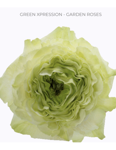 GREEN XPRESSION Garden Rose