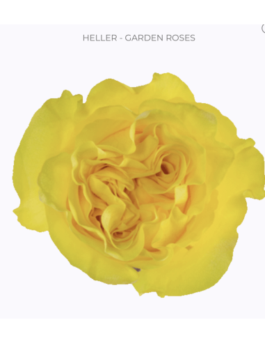 HELLER Yellow Garden Rose