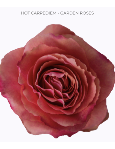 HOT CARPEDIEM BICOLOR Garden Rose