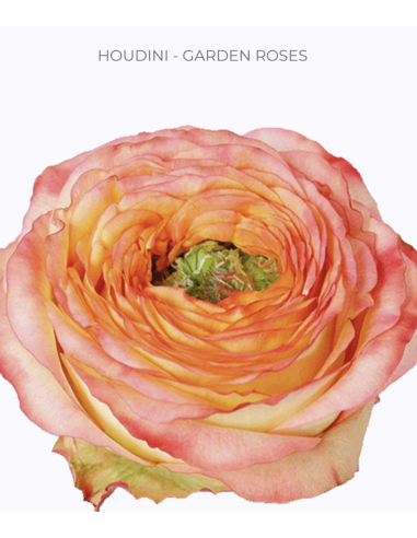 HOUDINI Garden Rose