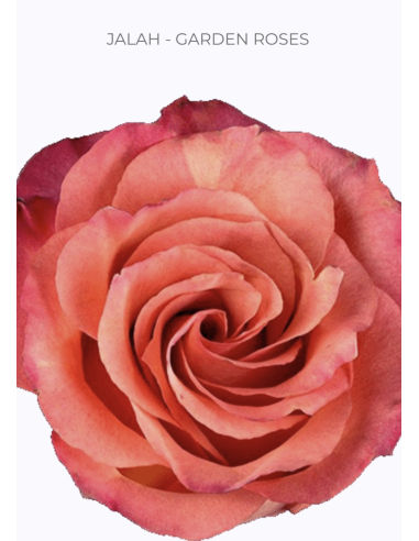 JALAH Garden Rose