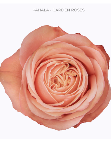 KAHALA Garden Rose