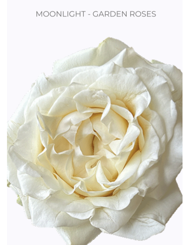MOONLIGHT Garden Roses