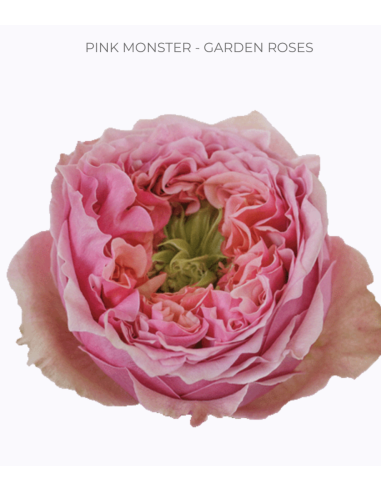 PINK XPRESSION Garden Rose