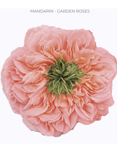 MANDARIN Garden Rose