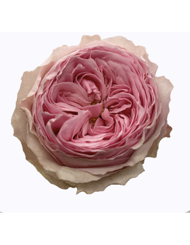 MANSFIELD PARK Garden Rose