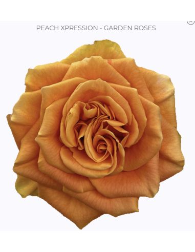 PEACH XPRESSION Garden Rose