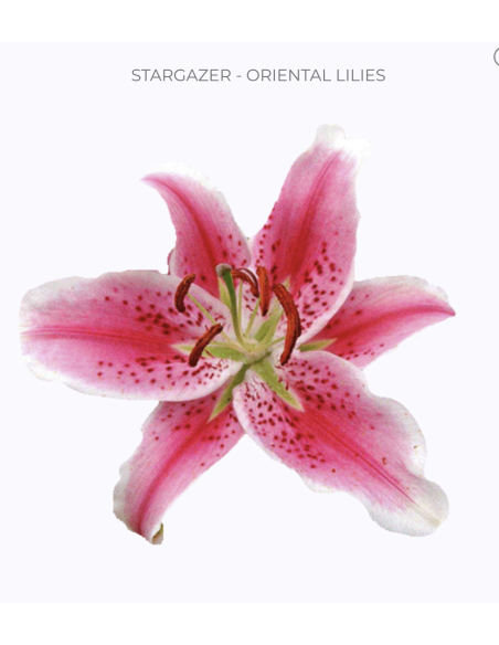 Holiday Starfighter / Stargazer Lilies 60 stems