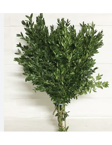boxwood wholesale