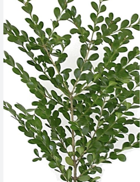 boxwood wholesale