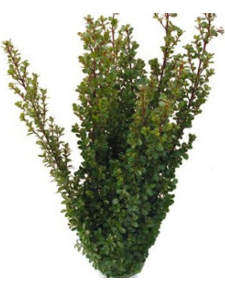 boxwood wholesale