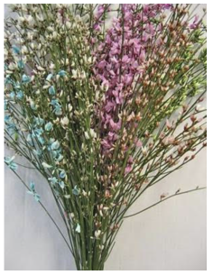 Ginestra White or Assorted 10 Bunches 2