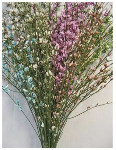 Ginestra White or Assorted 10 Bunches