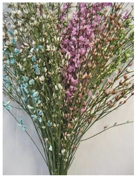 Ginestra White or Assorted 10 Bunches