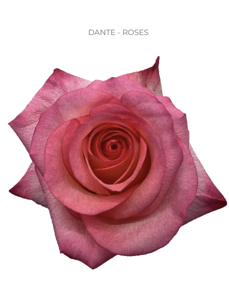 Wholesale Premium Assorted Roses Valentines Mix— 200 Stems 70cm Bulk Box