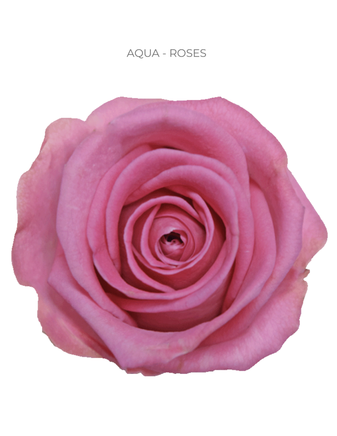 Wholesale Premium Assorted Roses — 300 Stems 40cm Bulk Box