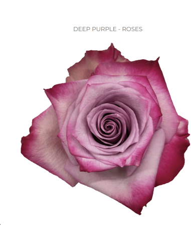 Wholesale Premium Assorted Roses — 300 Stems 40cm Bulk Box