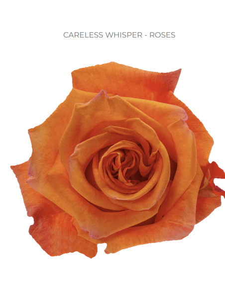 Wholesale Premium Assorted Roses — 300 Stems 40cm Bulk Box