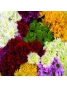 CDN Assorted 12 Bunches