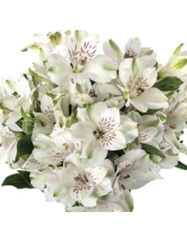wholesale alstromeria