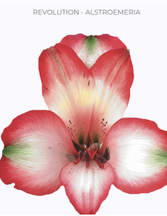 wholesale alstromeria