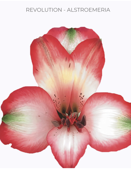 wholesale alstromeria