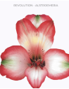 wholesale alstromeria