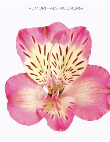 wholesale alstromeria