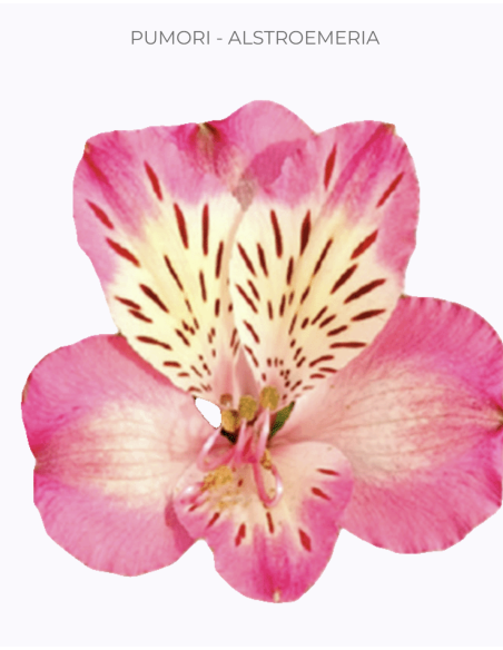 wholesale alstromeria