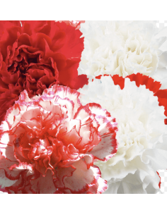 Wholesale Valentine's Day Carnations — 175 Stems Bulk Pack