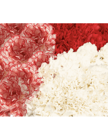 Wholesale Valentine's Day Carnations — 175 Stems Bulk Pack