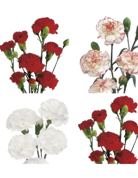 Valentines Day Mini Carnations Solid Pack or Assorted 150 stems