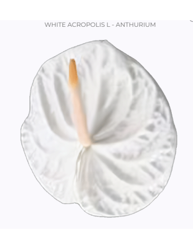 Anthurium "acropolis" White